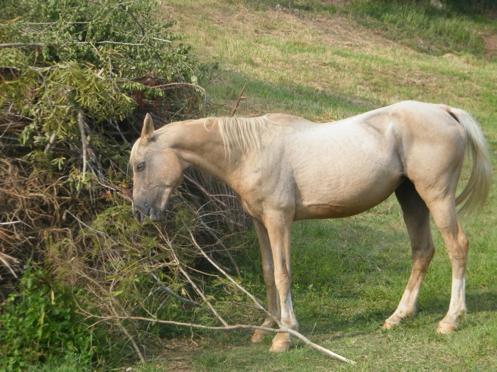 Photo de profil de chicaluna