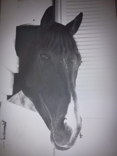 Photo de profil de chachou35