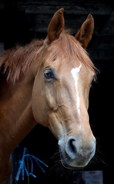 Photo de profil de phenixx