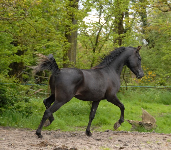 Photo de profil de pyrath