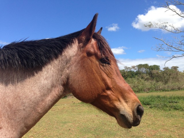 Photo de profil de kounanouk