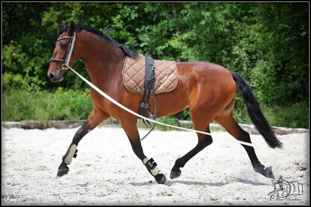 Photo de profil de stephanelessier