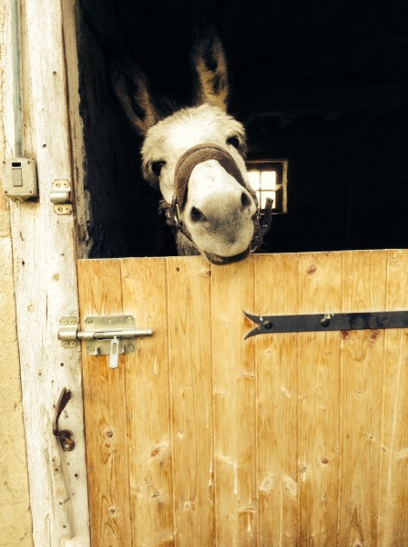 Photo de profil de junioretingaro