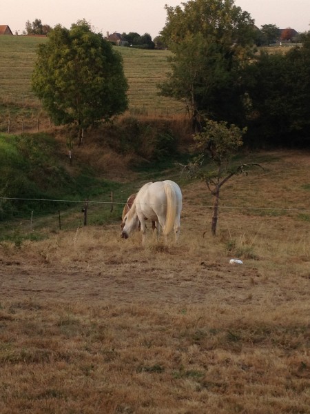 Photo de profil de angelilihorse