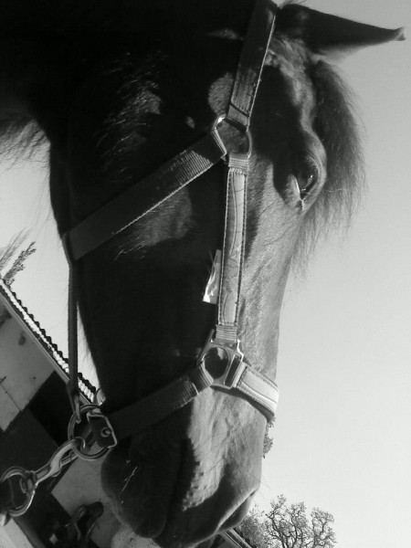 Photo de profil de horsenana