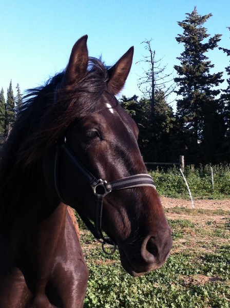 Photo de profil de estellecheval