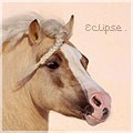 Photo de profil de eclipse.