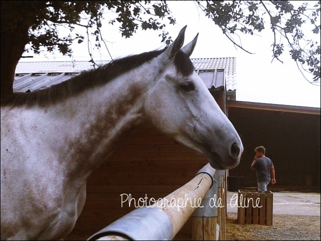 Photo de profil de suaveterreponey