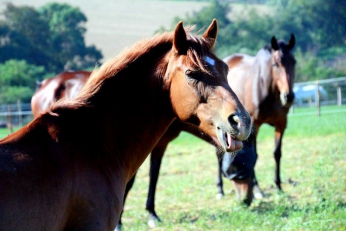Photo de profil de ponygamesvt