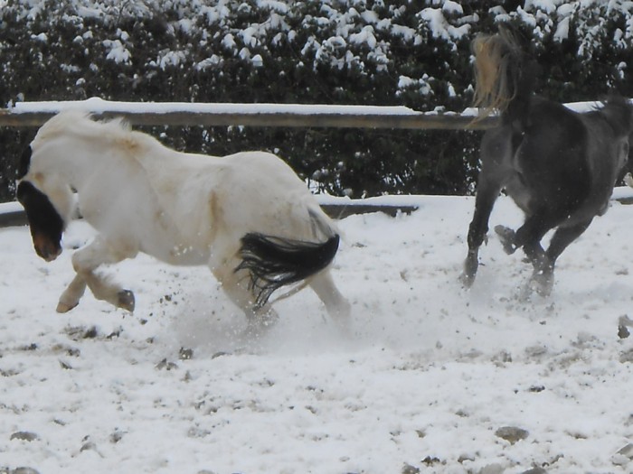 Photo de profil de cheval02290