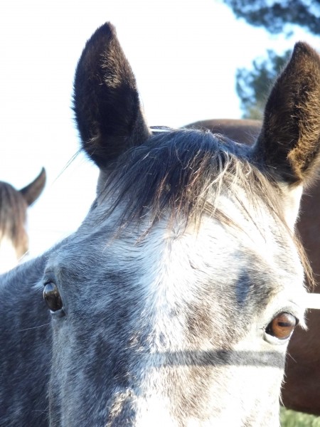 Photo de profil de cyranodend