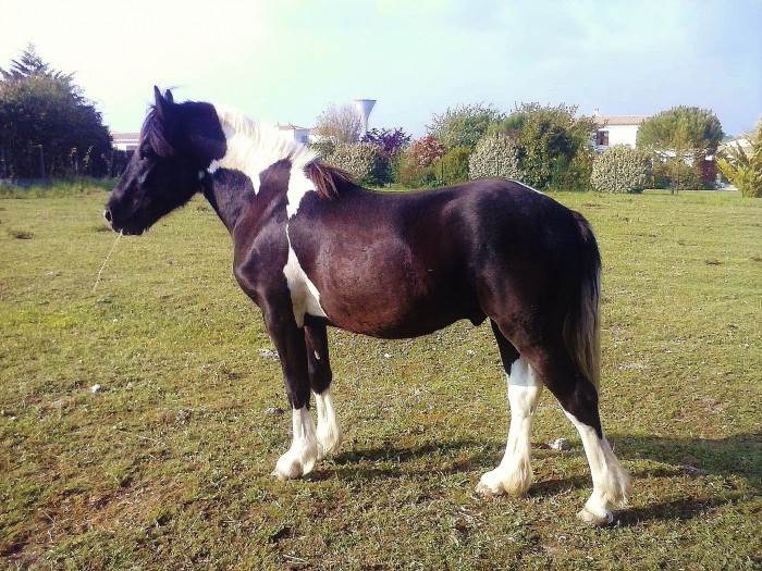 Photo de profil de bihotz17