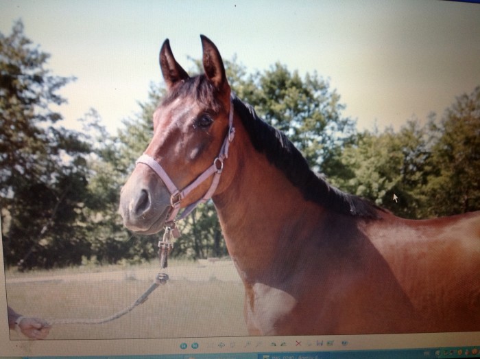 Photo de profil de julie144