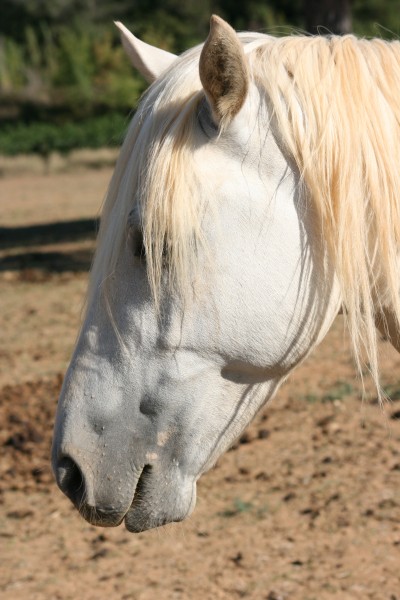 Photo de profil de lafleche