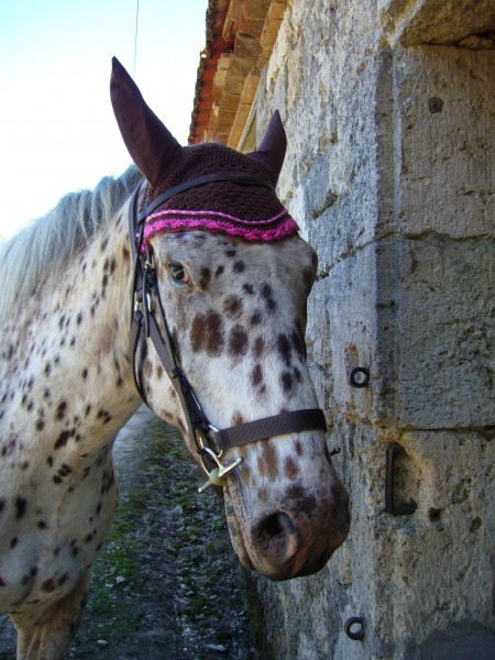 Photo de profil de pinocchio