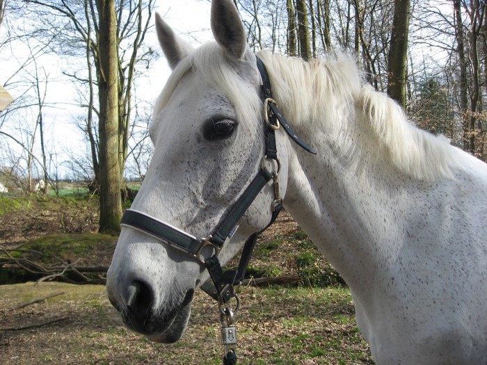 Photo de profil de lakota