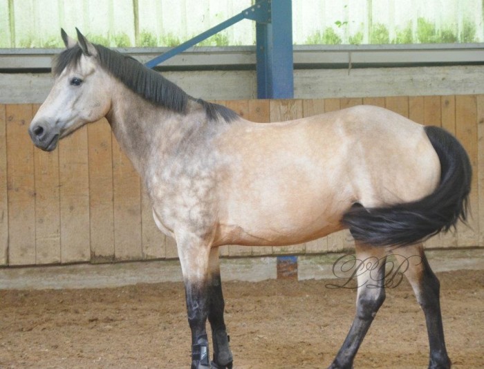 Photo de profil de mistraldebizou