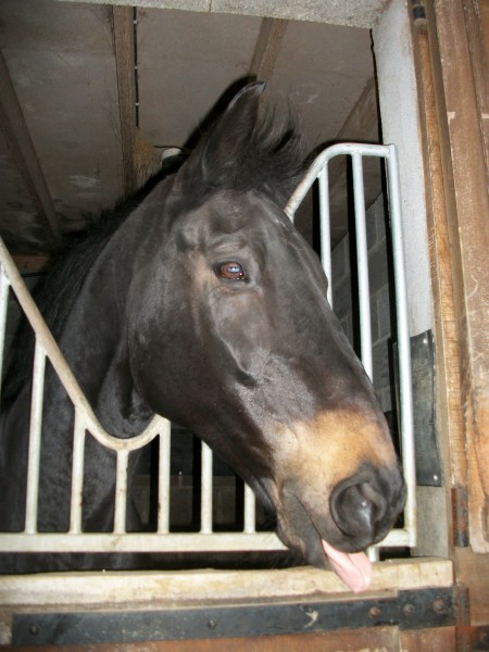 Photo de profil de kovou