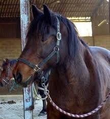 Photo de profil de cavaliiere