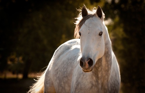 Photo de profil de lenawolf