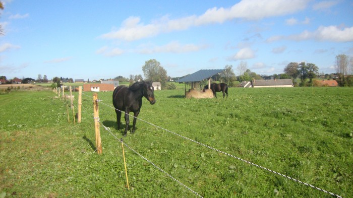 Photo de profil de cheval76430