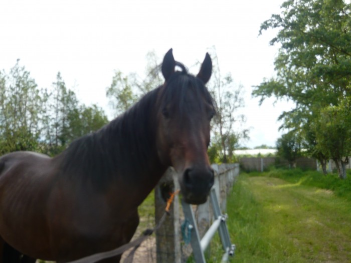 Photo de profil de melou17