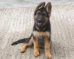 Photo de profil de raphaelsuarez