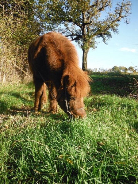 Photo de profil de anaischeval
