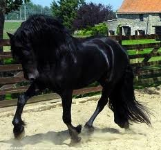 Photo de profil de cheval234