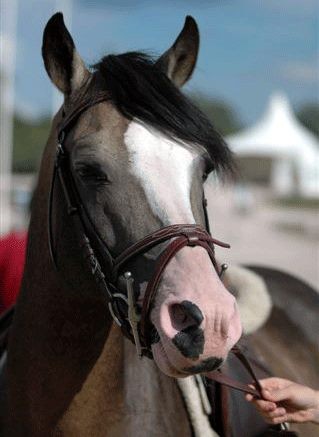 Photo de profil de laviecheval