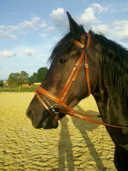 Photo de profil de melcyrus