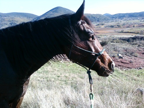 Photo de profil de cheppa34