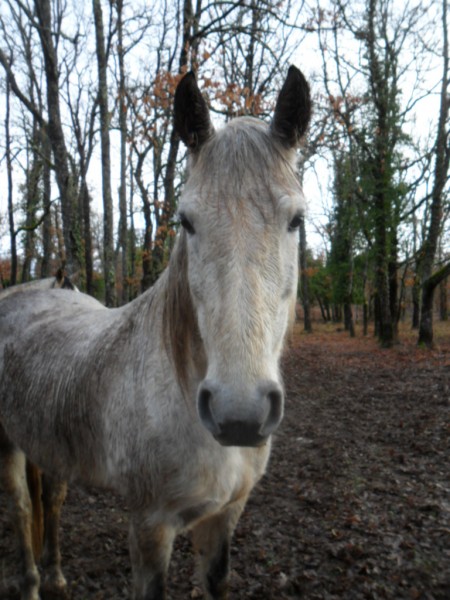 Photo de profil de esclauzels