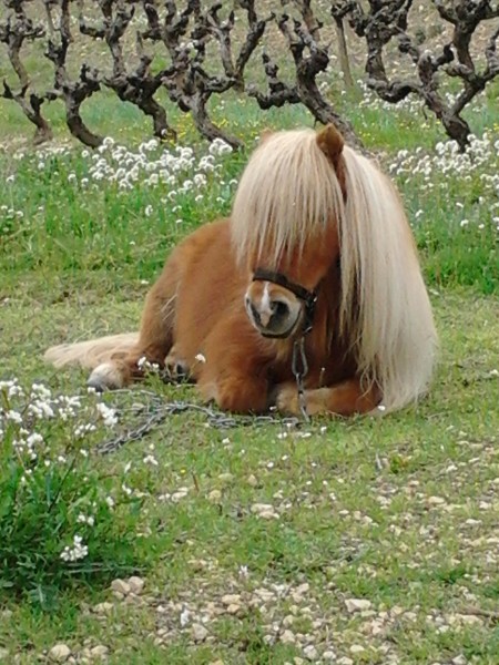 Photo de profil de elodienoisette