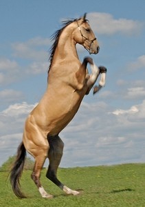 Photo de profil de bess22cheval