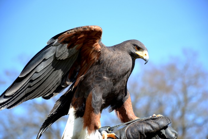 Photo de profil de fauconnier