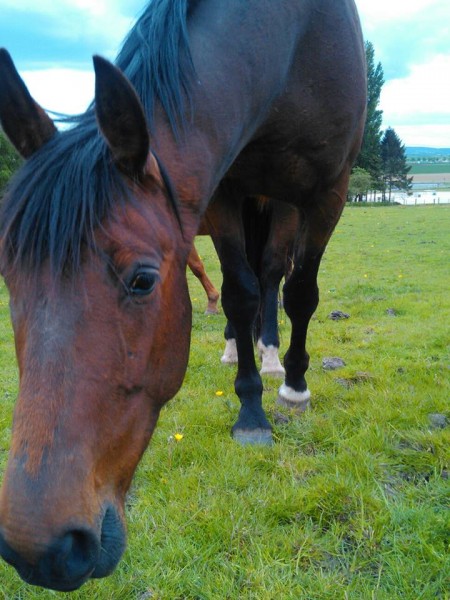 Photo de profil de paulinelhorse