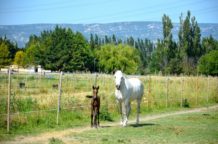 Photo de profil de derbie