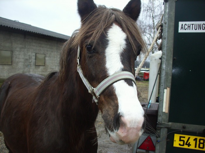 Photo de profil de horsejuliette