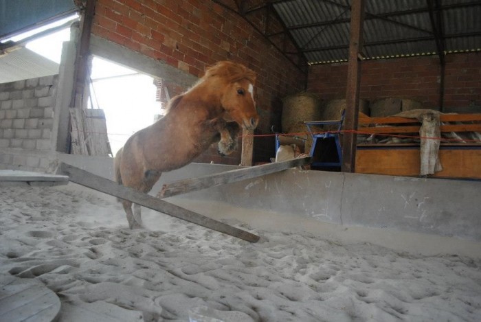 Photo de profil de passioncheval81