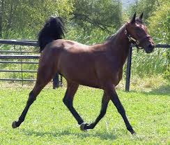 Photo de profil de titoine53