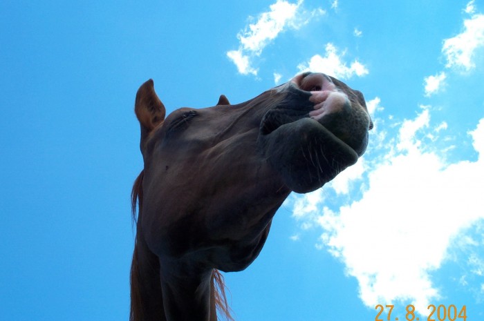 Photo de profil de ecurieingelshof
