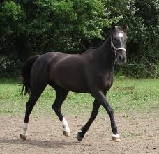 Photo de profil de horsesforever69