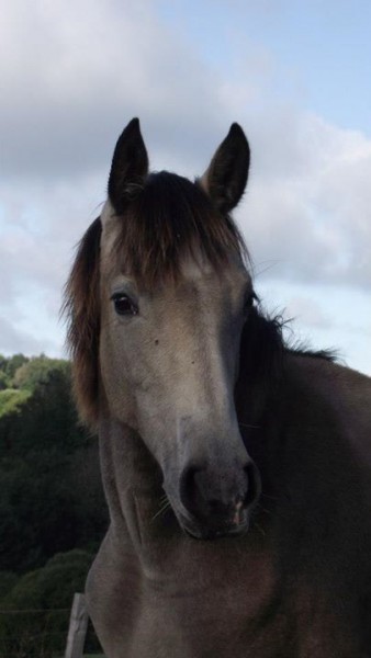 Photo de profil de equitaline