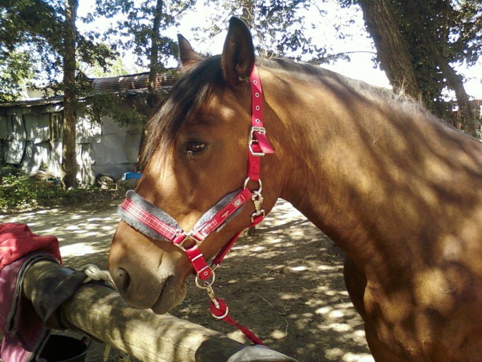 Photo de profil de emysgalop