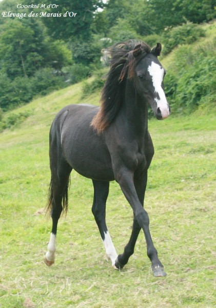 Photo de profil de maraisdor