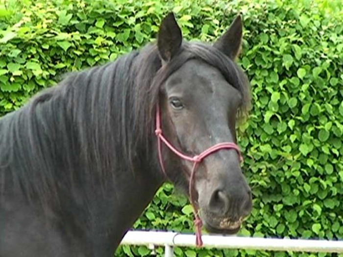 Photo de profil de adellounette