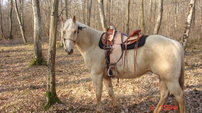 Photo de profil de quarterhorse45