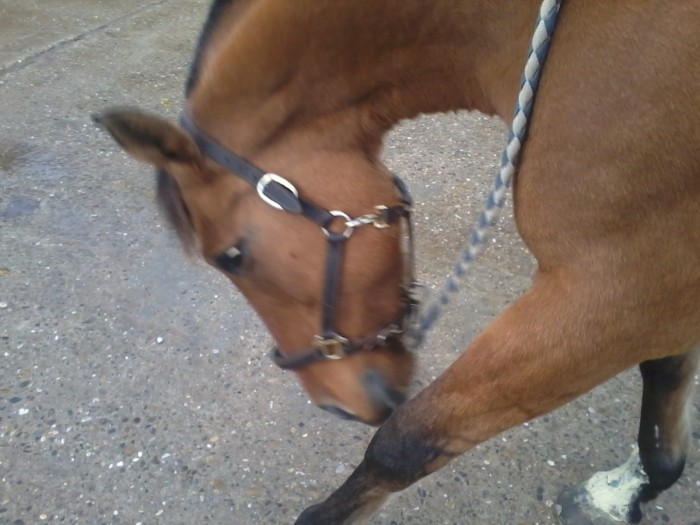 Photo de profil de bublegum