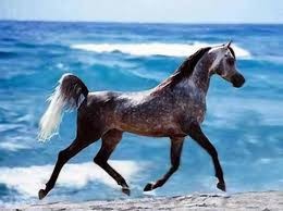 Photo de profil de lovecheval40